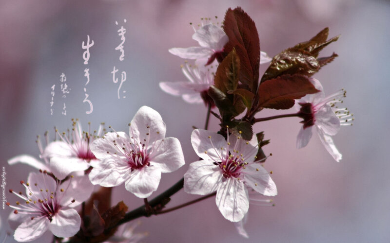 Cherry blossoms with calligraphy