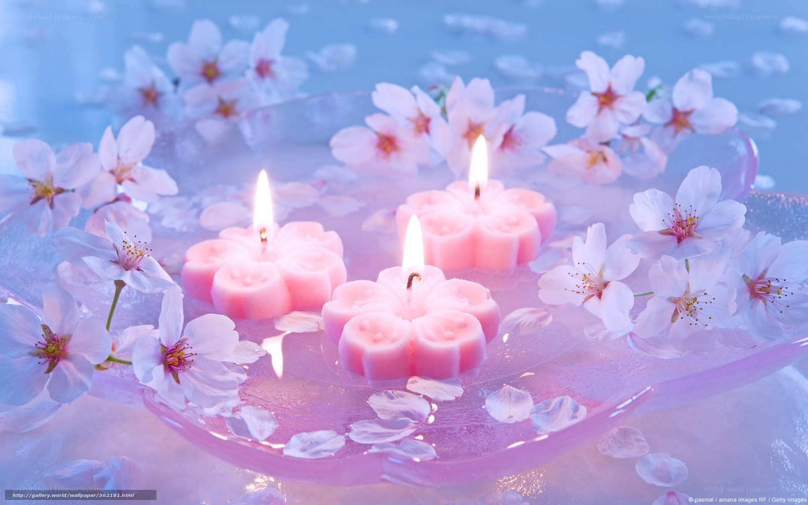 Cherry blossoms with candles