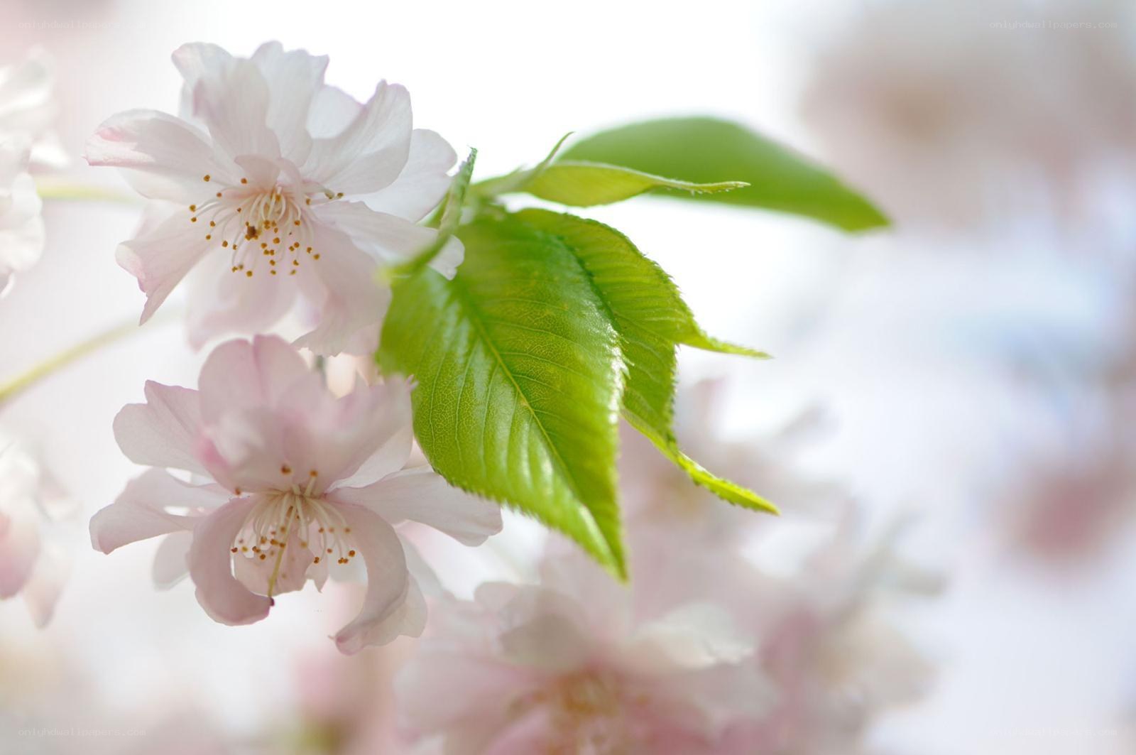 Cherry blossoms with green leaves