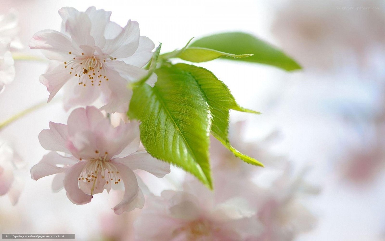Cherry blossoms with green leaves