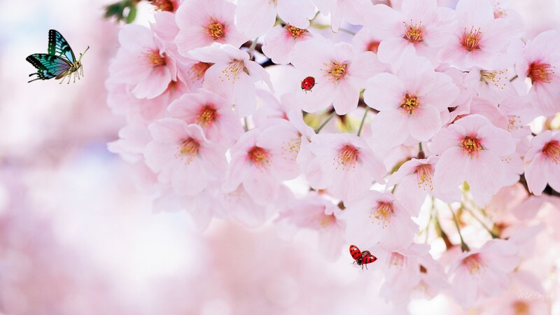 Cherry Blossoms with Insects