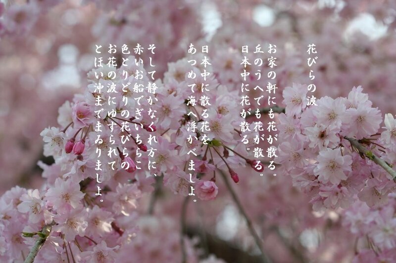 Cherry blossoms with Japanese poem