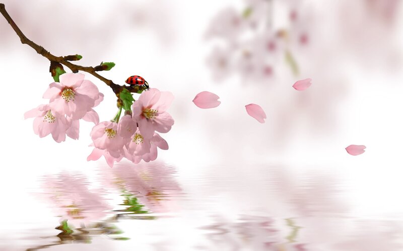 Cherry blossoms with ladybug