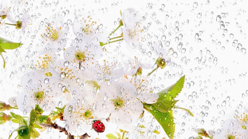 Cherry Blossoms with Ladybug — White