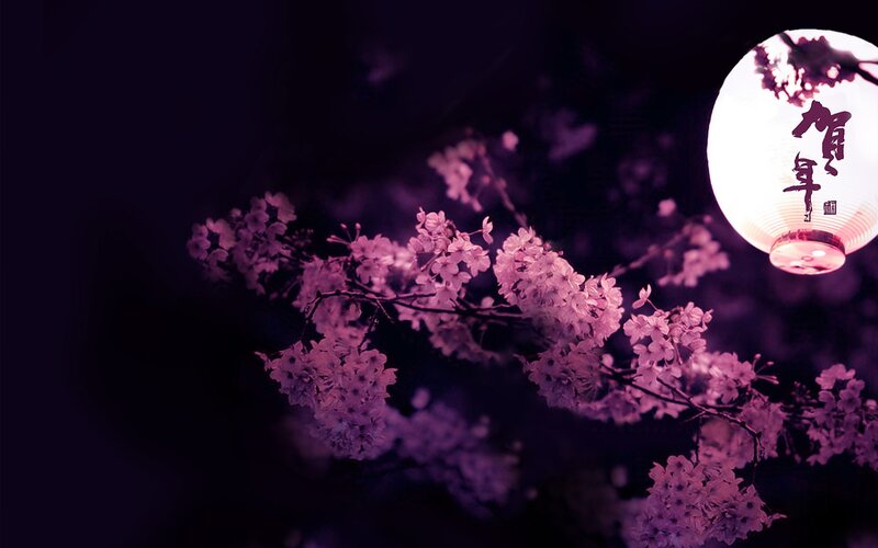 cherry blossoms with lantern