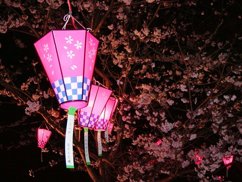 Cherry blossoms with lanterns at night