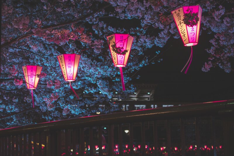 Cherry Blossoms with Lanterns — Pink