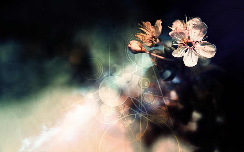 Cherry blossoms with light effects