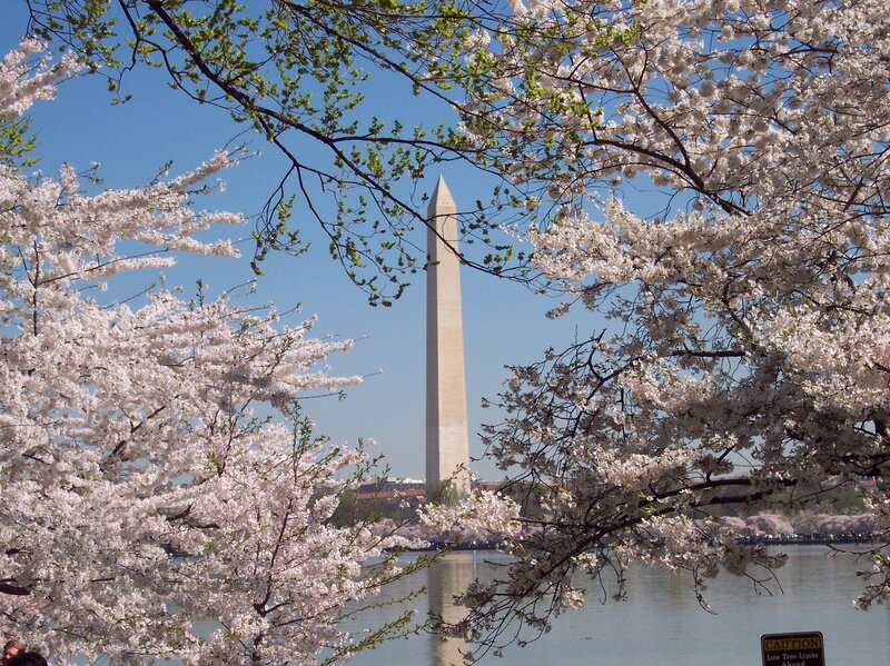 Cherry Blossoms with Monument