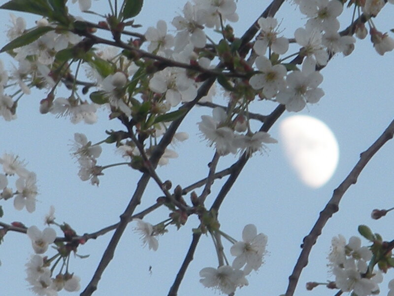 Cherry Blossoms with Moon