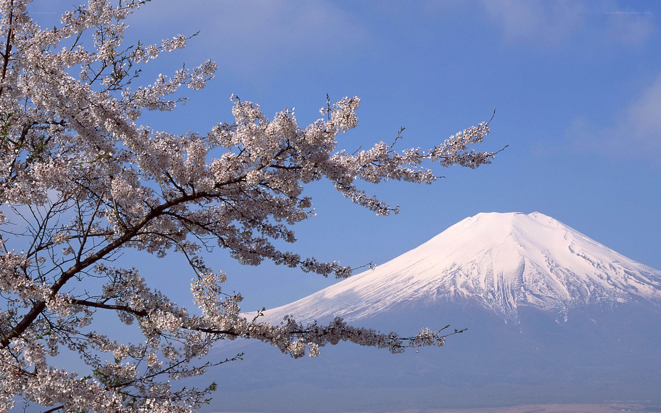 Cherry blossoms with Mount Fuji