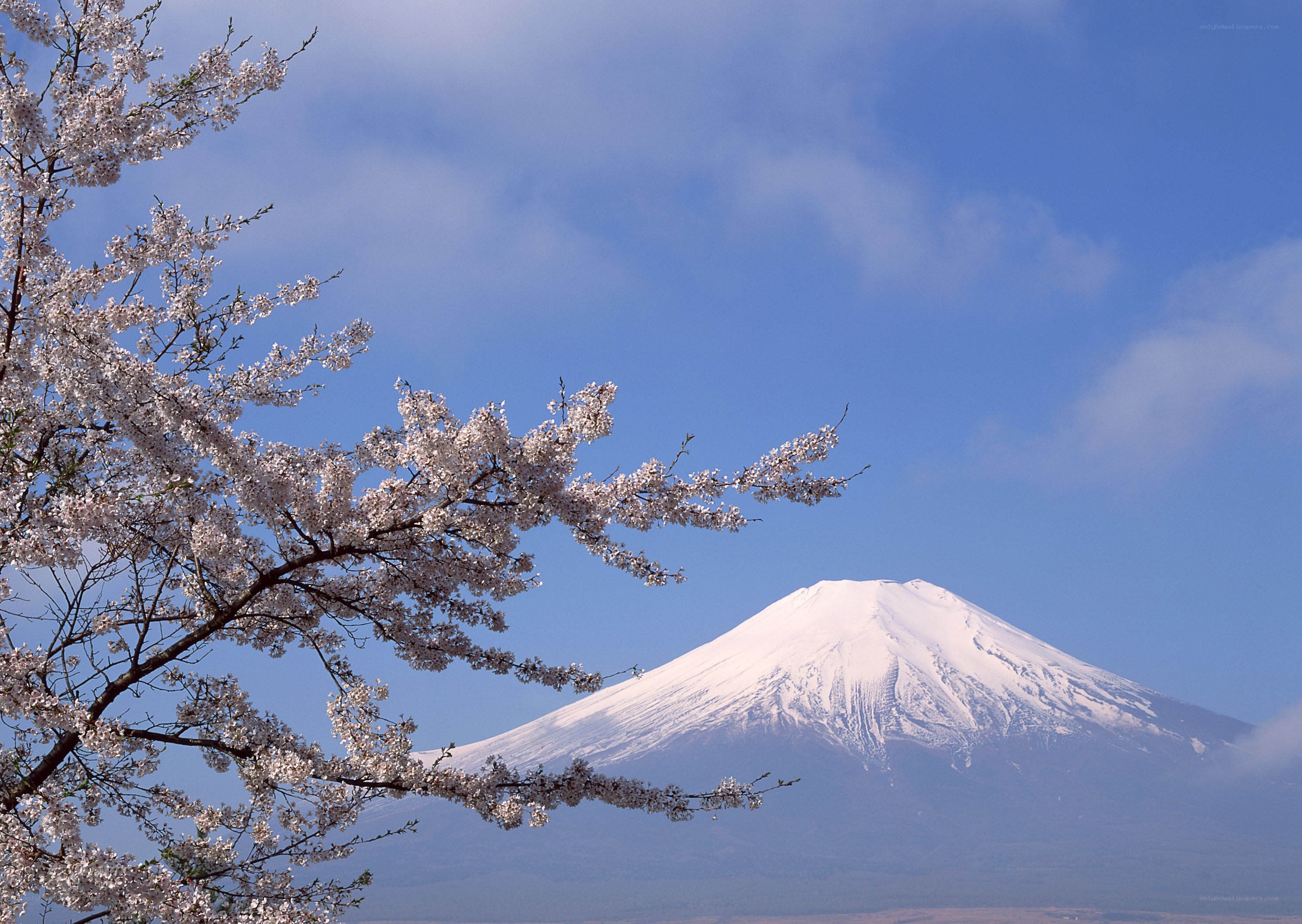 Cherry blossoms with Mount Fuji