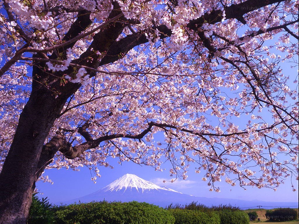 Cherry blossoms with Mount Fuji