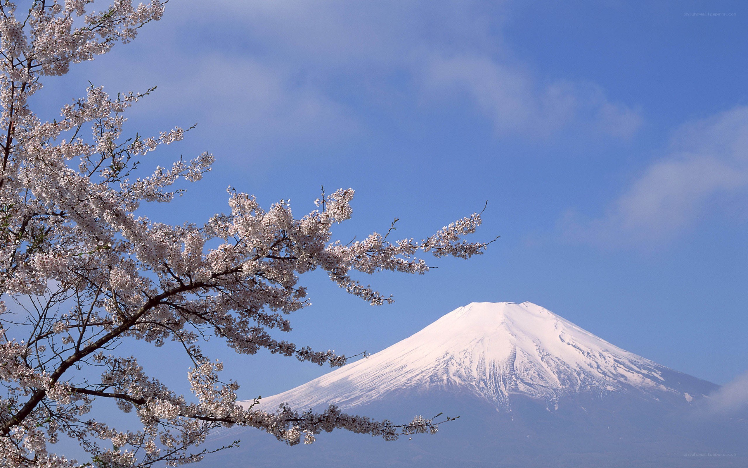 Cherry blossoms with Mount Fuji