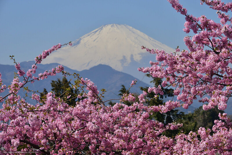 Cherry blossoms with Mount Fuji