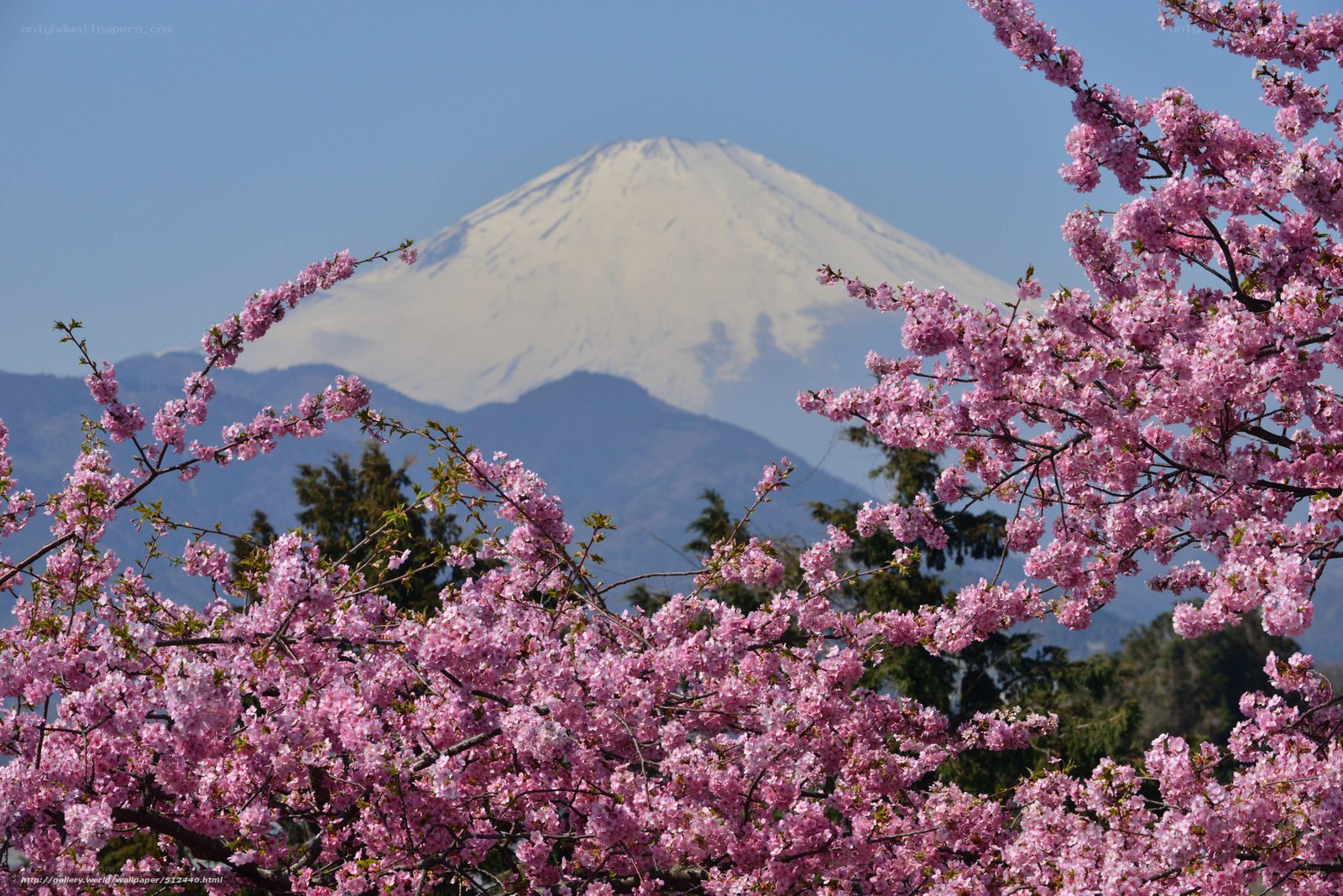 Cherry blossoms with Mount Fuji