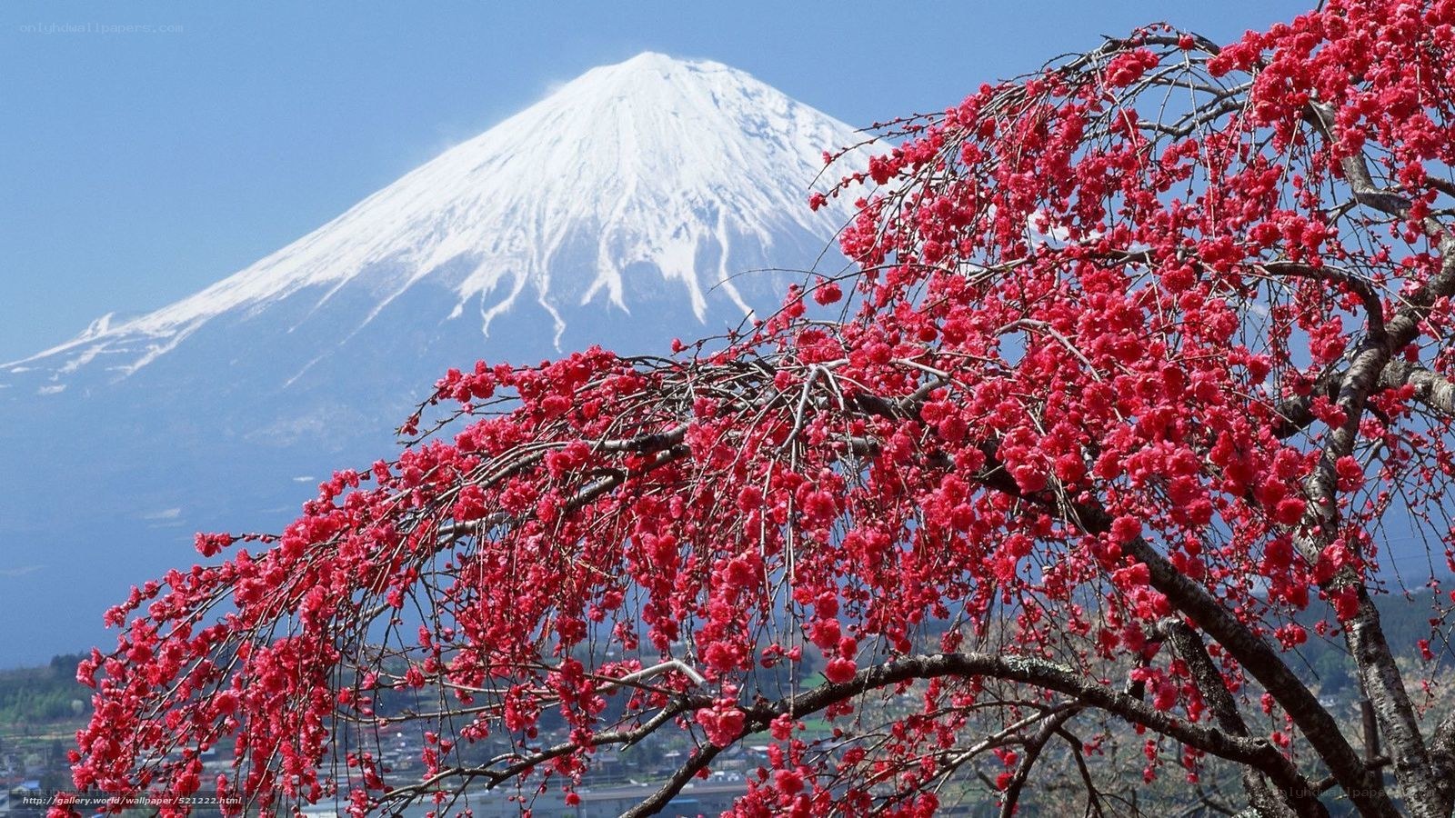 Cherry blossoms with Mount Fuji