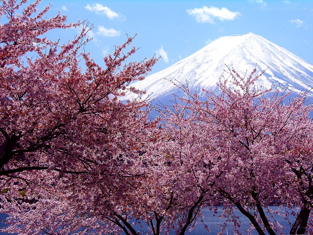 Cherry blossoms with Mount Fuji