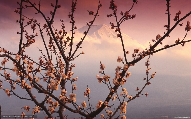 Cherry Blossoms with Mount Fuji — Pink, Serene