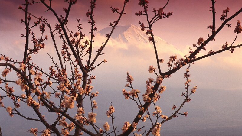 Cherry Blossoms with Mount Fuji — Pink