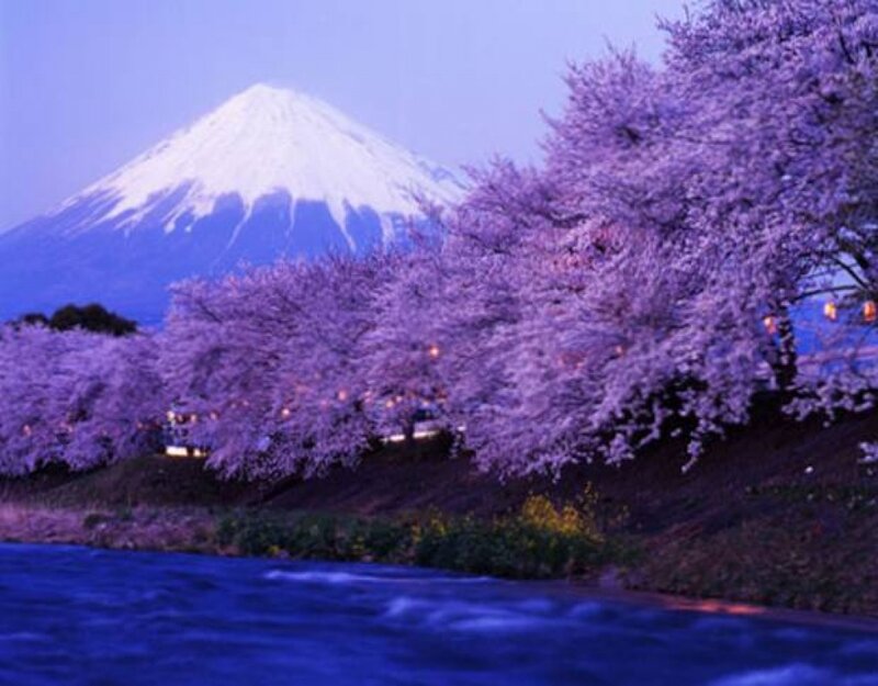 Cherry Blossoms with Mount Fuji — Purple, Serene