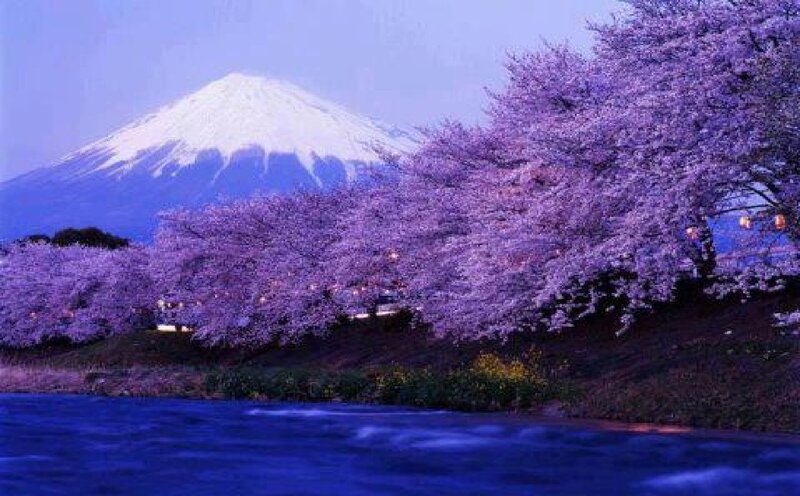 Cherry Blossoms with Mount Fuji — Purple