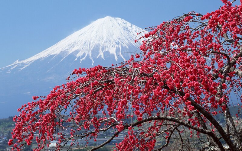 Cherry Blossoms with Mount Fuji — Red, Serene, Spring, Photograph