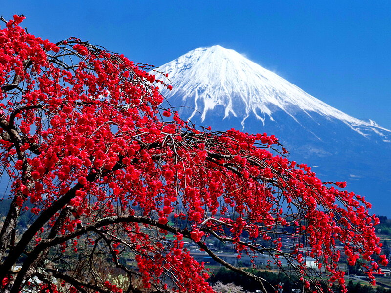 Cherry Blossoms with Mount Fuji — Red, Serene, Spring