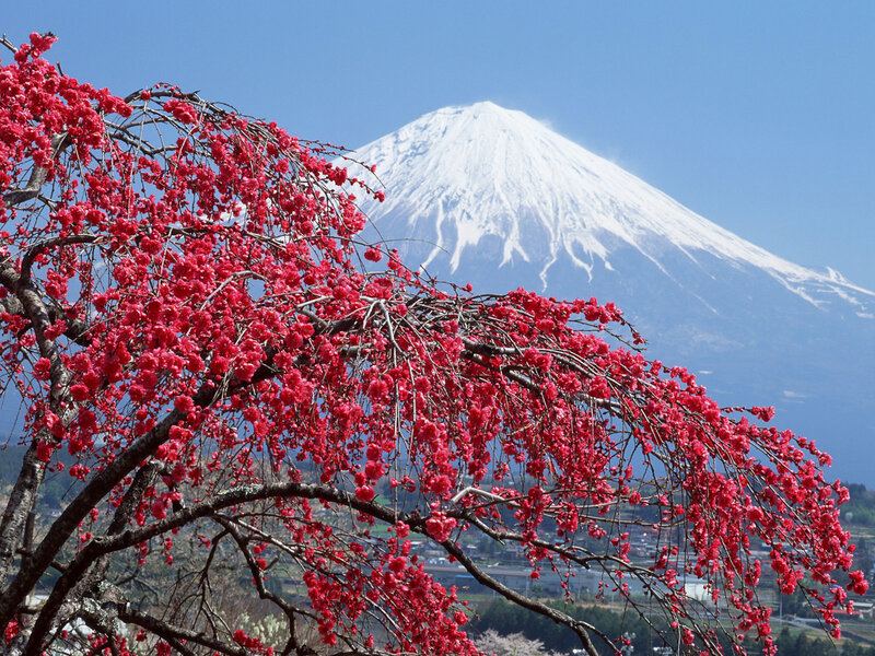 Cherry Blossoms with Mount Fuji — Red
