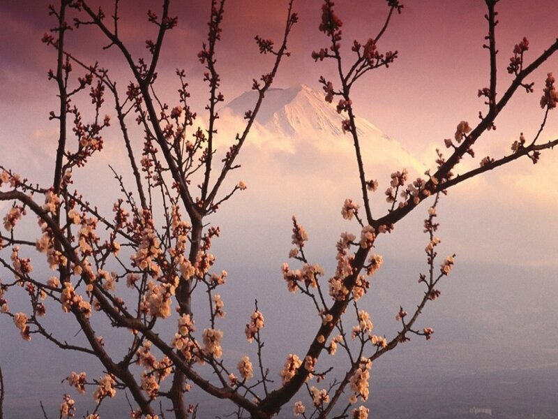 Cherry Blossoms with Mountain — Pink, Serene, Spring, Photograph, Clouds