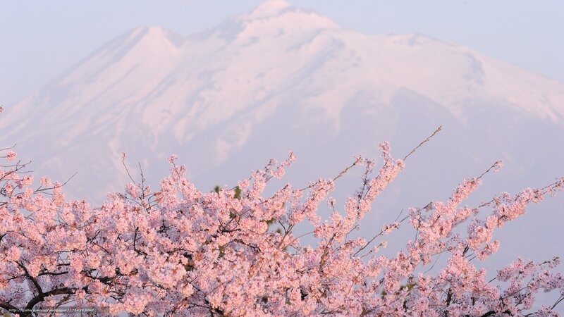 Cherry Blossoms with Mountain — Pink, Serene, Spring, Photograph, Sky