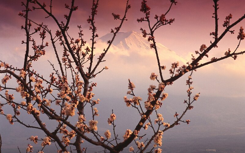 Cherry Blossoms with Mountain — Pink, Serene, Spring, Photograph