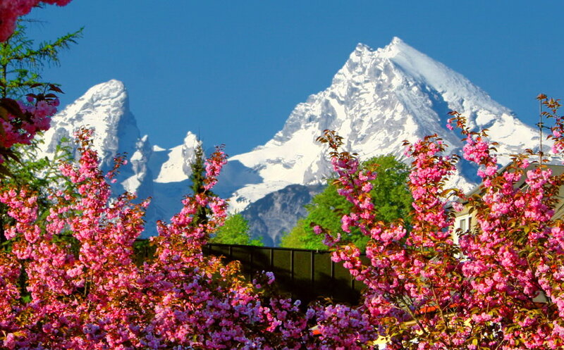 Cherry Blossoms with Mountain — Pink, Serene, Spring, Photograph, Trees, Building
