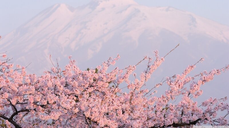 Cherry Blossoms with Mountain — Pink, Serene, Spring, Photograph, Trees, Sky
