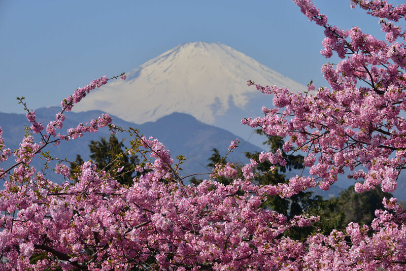 Cherry Blossoms with Mountain — Pink, Serene, Spring, Photograph, Trees