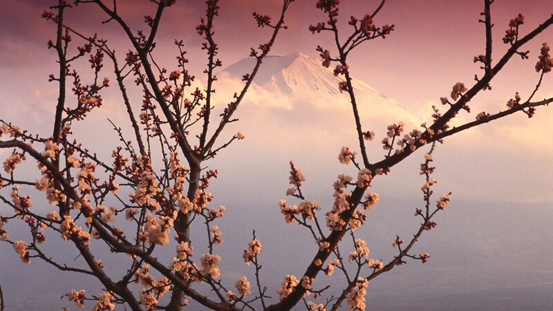 Cherry Blossoms with Mountain — Pink, Serene, Spring