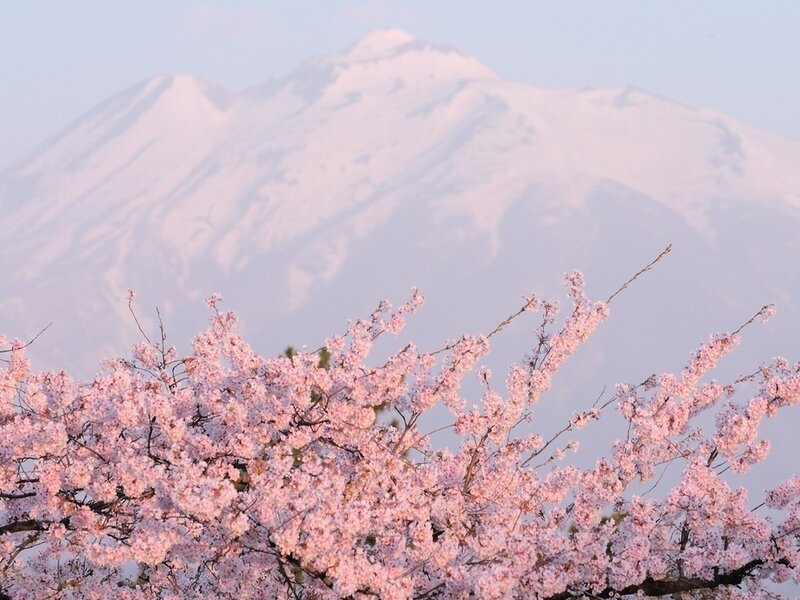Cherry Blossoms with Mountain — Pink, Serene