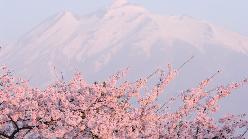 Cherry Blossoms with Mountain — Pink
