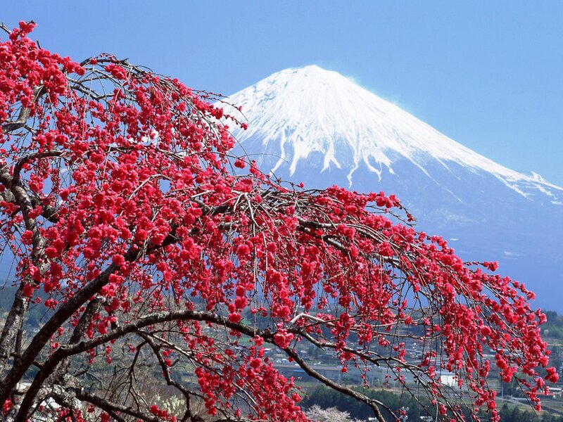 Cherry Blossoms with Mountain — Red, Serene