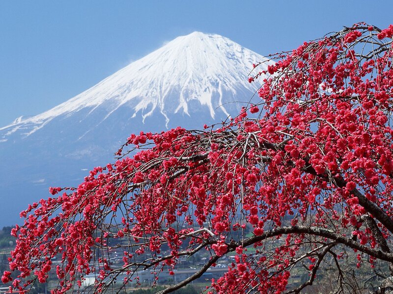 Cherry Blossoms with Mountain — Red