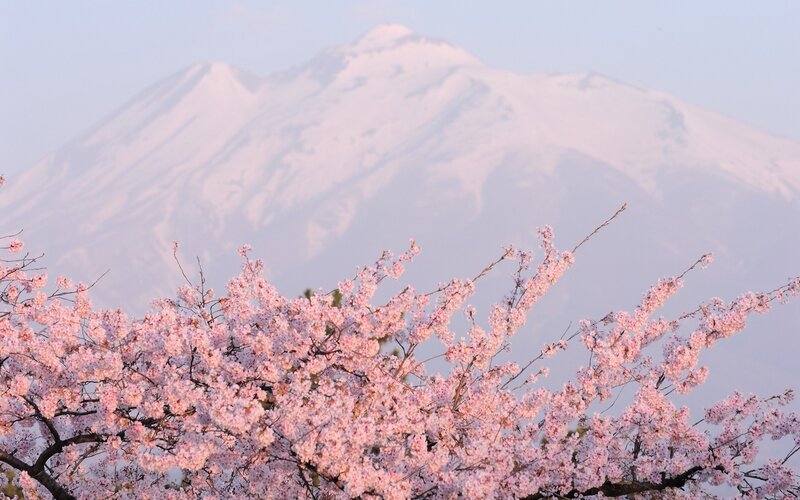 Cherry Blossoms with Mountain — Serene