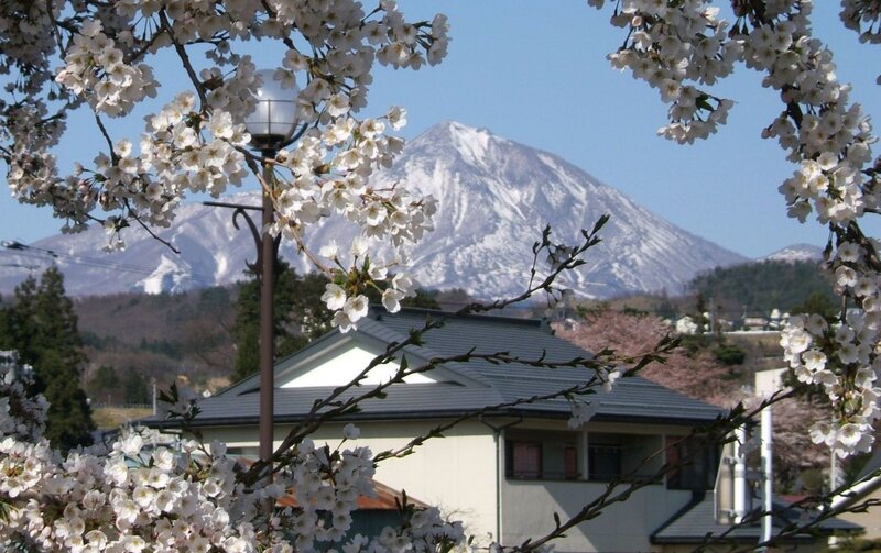 Cherry Blossoms with Mountain
