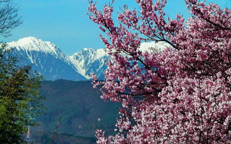 Cherry Blossoms with Mountains — Pink, Serene, Spring, Photograph