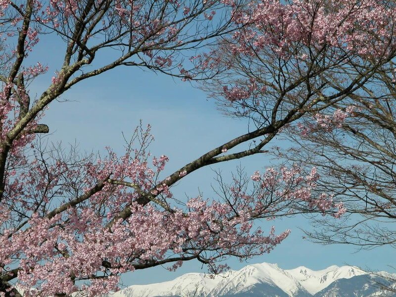 Cherry Blossoms with Mountains — Pink, Serene, Spring