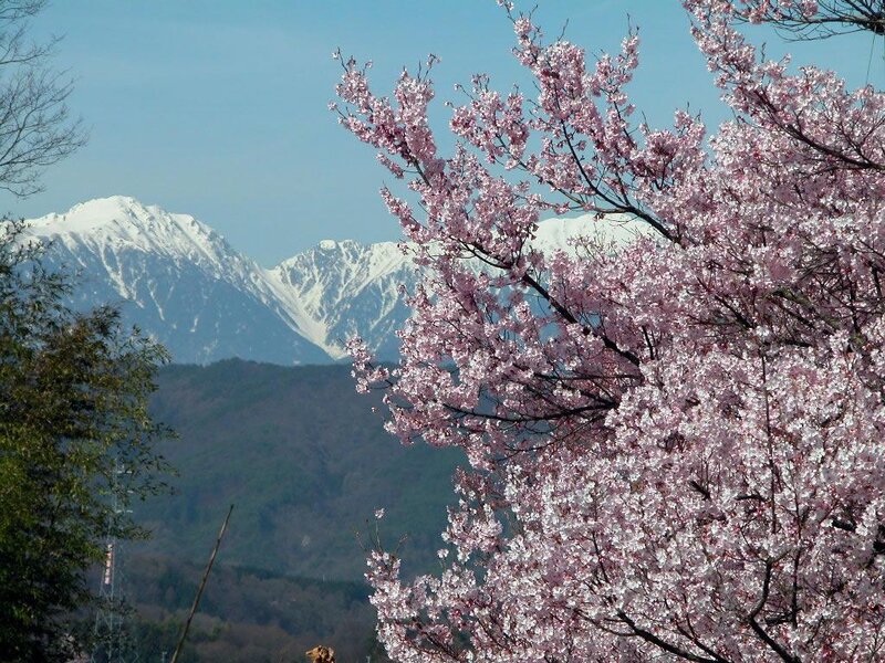 Cherry Blossoms with Mountains — Pink, Serene