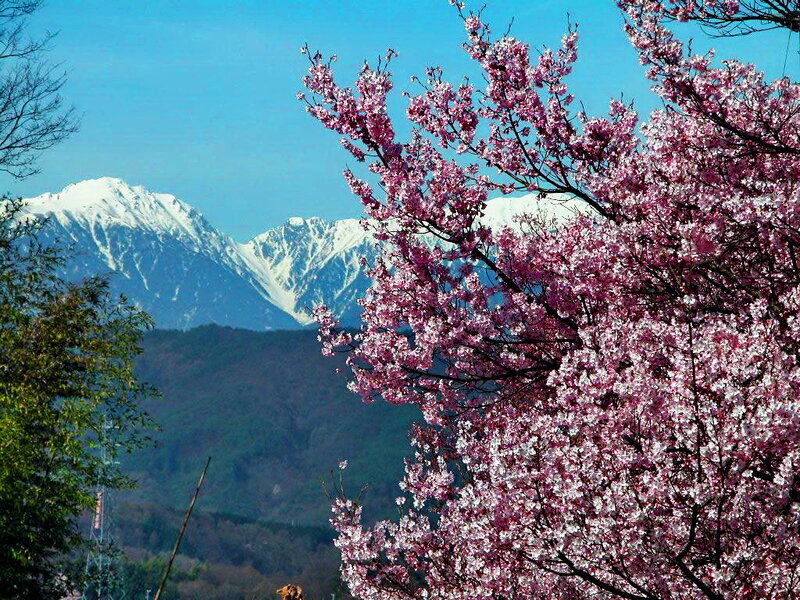 Cherry Blossoms with Mountains — Pink