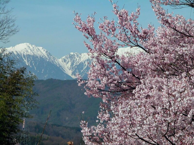 Cherry Blossoms with Mountains