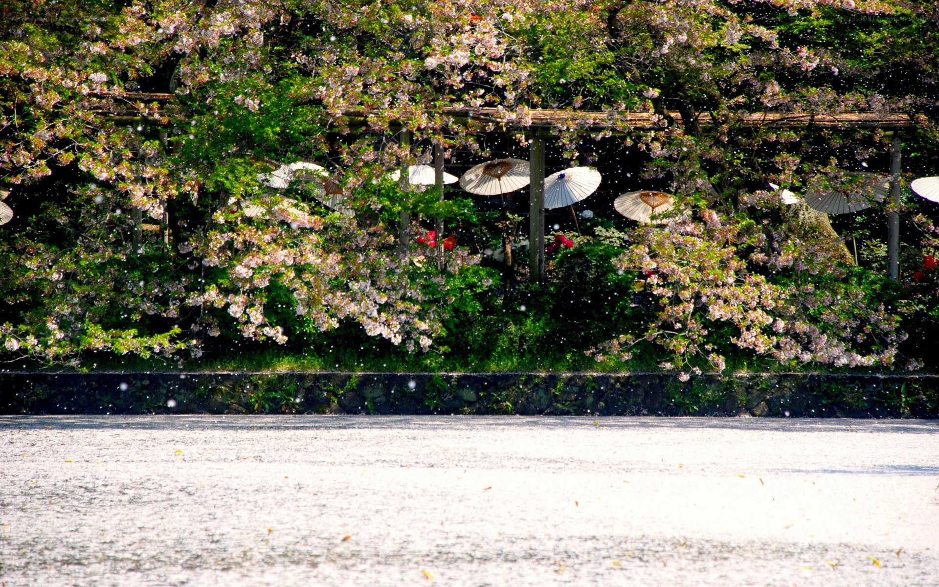 Cherry blossoms with paper umbrellas