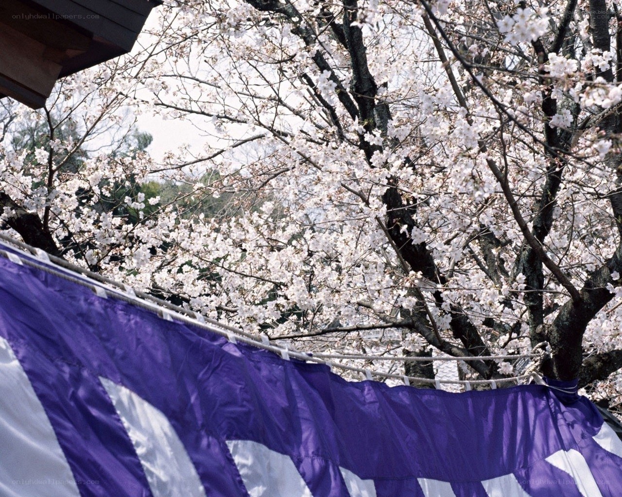 Cherry blossoms with purple banner