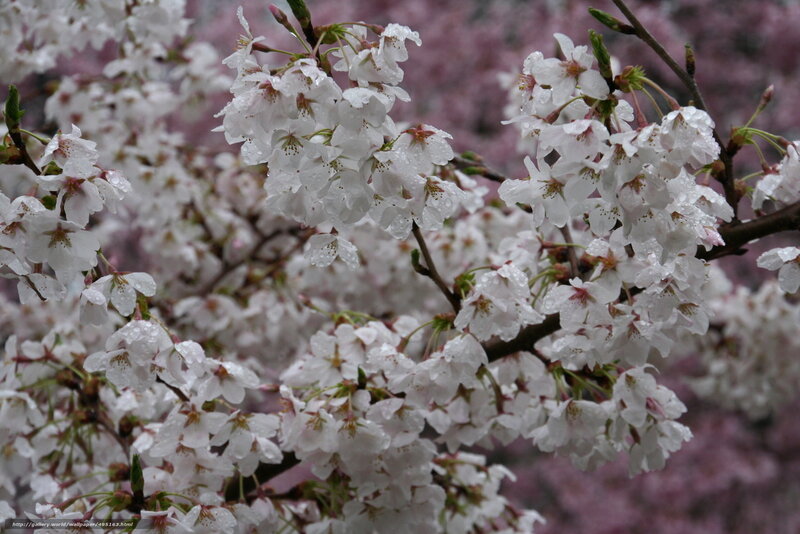 Cherry blossoms with raindrops